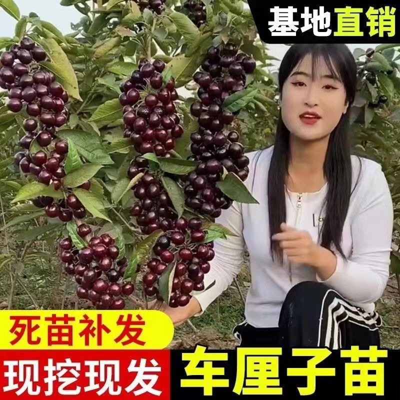 车厘子两年苗最后1000棵处理了！