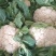 菜花：乳白紧花，1…3斤单棵重，日供20吨产地直供：现货