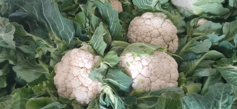 菜花：乳白紧花，1…3斤单棵重，日供20吨产地直供：现货