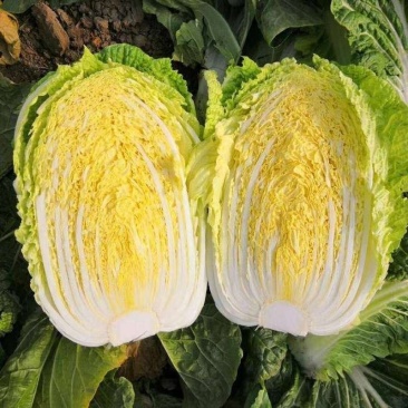 [推荐]黄心大白菜大白菜湖北白菜质量保证欢迎来电