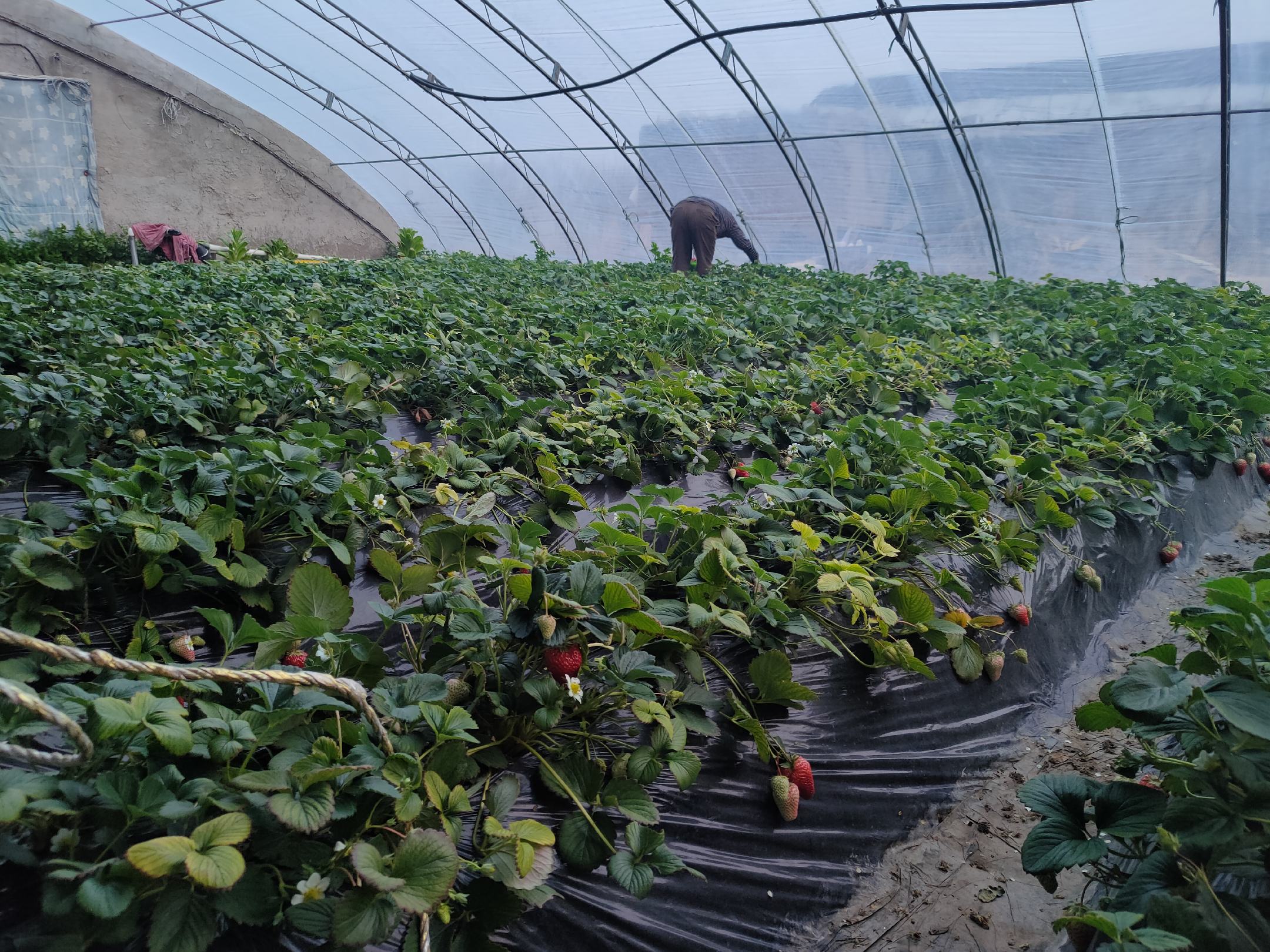 黑色草莓种植大棚