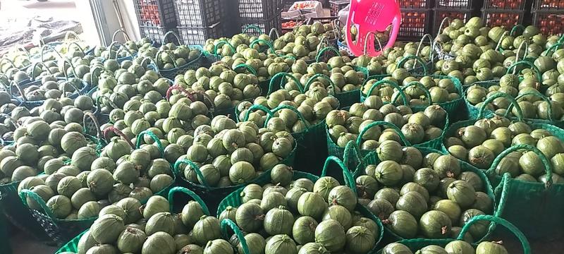 小圆瓜，西葫芦，小南瓜，产地大量上市，对接电商市场批发