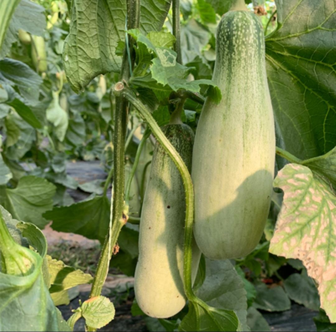 展示博洋久甜瓜在藤蔓上自然生长的状态 博洋久甜瓜生长在藤蔓上的图片