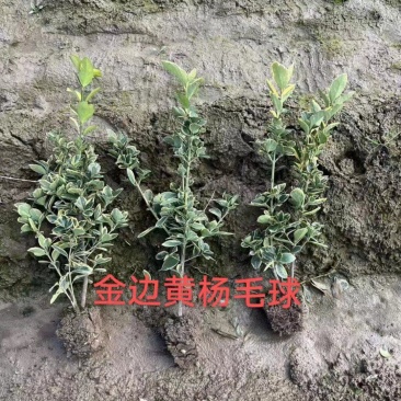 【金边黄杨小毛球】浙江绿化苗基地货源规格多样/量大从优