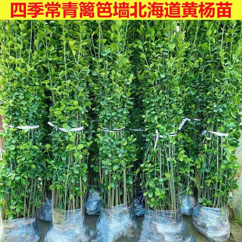 【冬青】青州冬青树苗大量供应品质保证耐寒精品