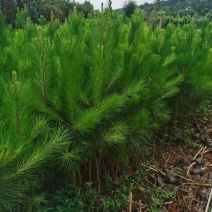 河南油松，基地直发，一手货源，质量保证，欢迎选购！十万棵