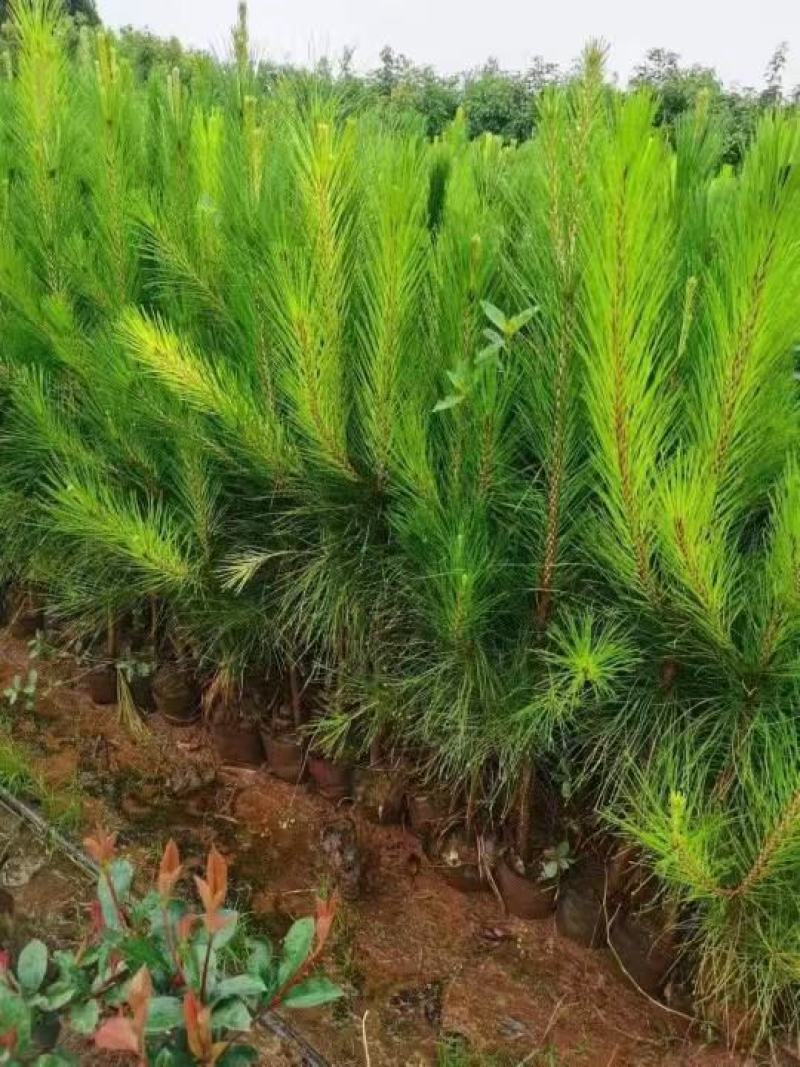 河南油松，基地直发，一手货源，质量保证，欢迎选购！十万棵