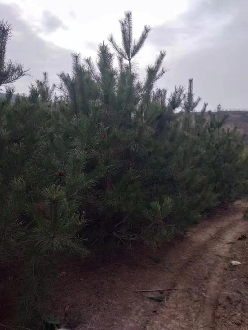 河南油松，基地直发，一手货源，质量保证，欢迎选购！十万棵