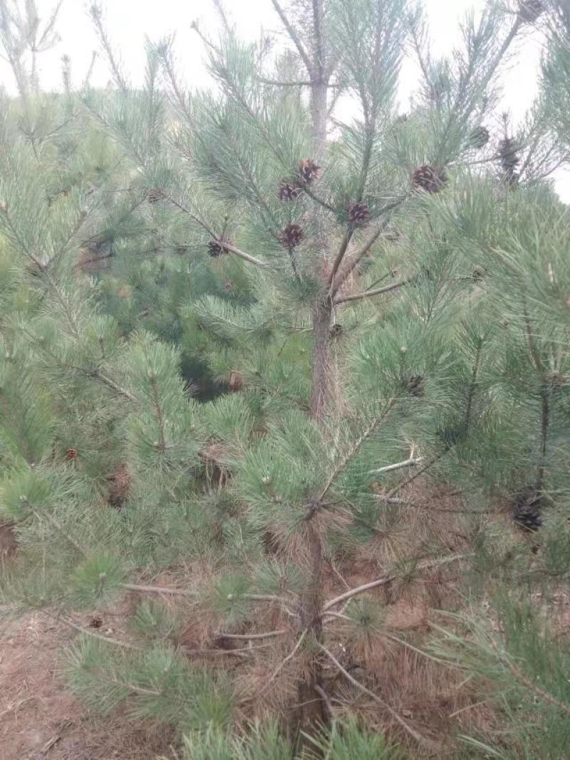 河南油松，基地直发，一手货源，质量保证，欢迎选购！十万棵