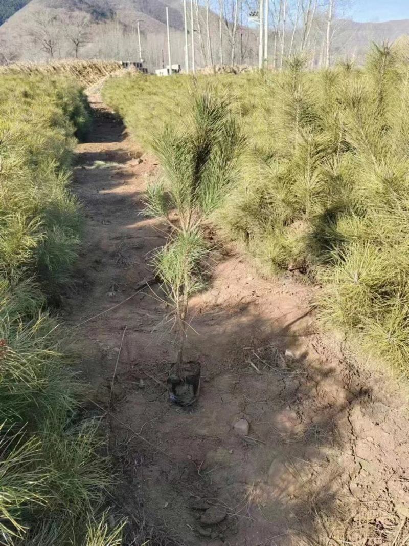 河南油松，基地直发，一手货源，质量保证，欢迎选购！十万棵
