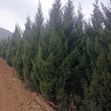 河南柏树，塔柏，塔柏蜀桧，基地直发，品质保证，规格齐全