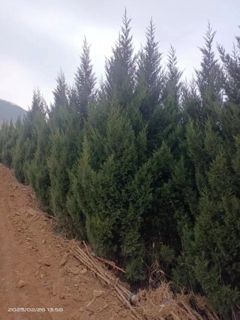 河南柏树，塔柏，塔柏蜀桧，基地直发，品质保证，规格齐全
