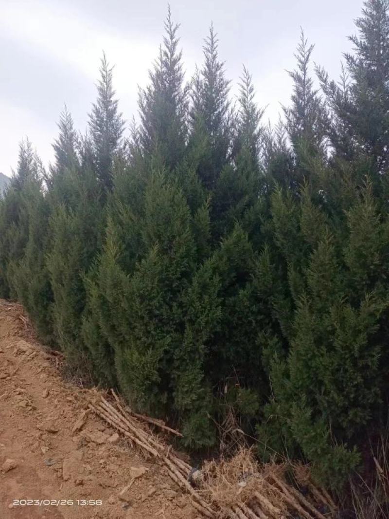 河南柏树，塔柏，塔柏蜀桧，基地直发，品质保证，规格齐全