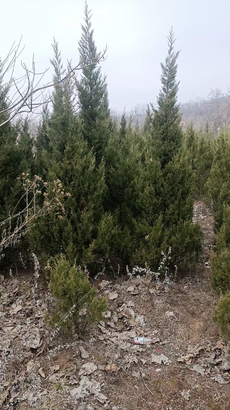 河南柏树，塔柏，塔柏蜀桧，基地直发，品质保证，规格齐全