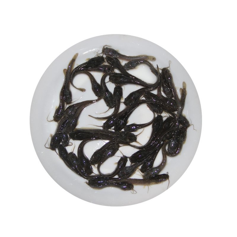 埃及塘鲺鱼苗埃及胡子鲶生命力强好养快大