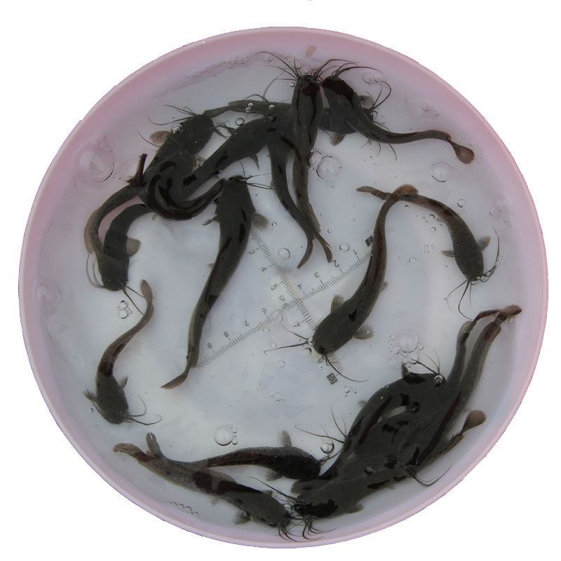 埃及塘鲺鱼苗埃及胡子鲶生命力强好养快大