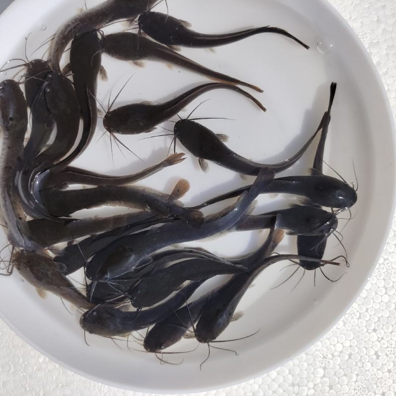 埃及塘鲺鱼苗埃及胡子鲶生命力强好养快大