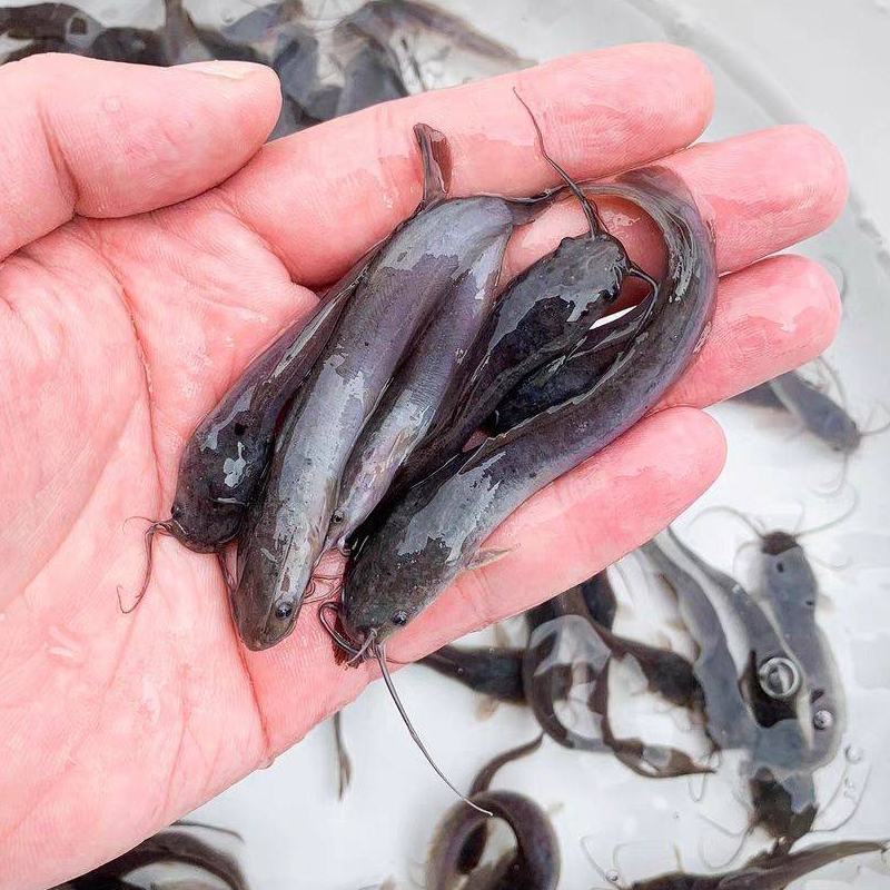 埃及塘鲺鱼苗埃及胡子鲶生命力强好养快大