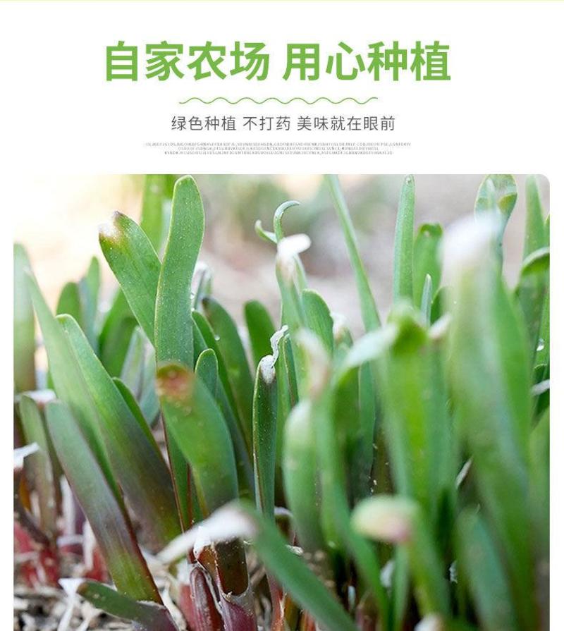 河北省南宫市批发韭菜根，韭菜盆景，韭菜种子，现货
