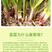 河北省南宫市批发韭菜根，韭菜盆景，韭菜种子，现货