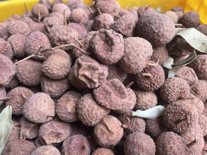 广西桂平麻垌荔枝干