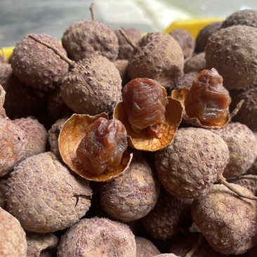 广西桂平麻垌荔枝干