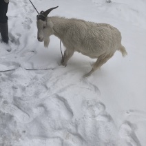 本地山羊