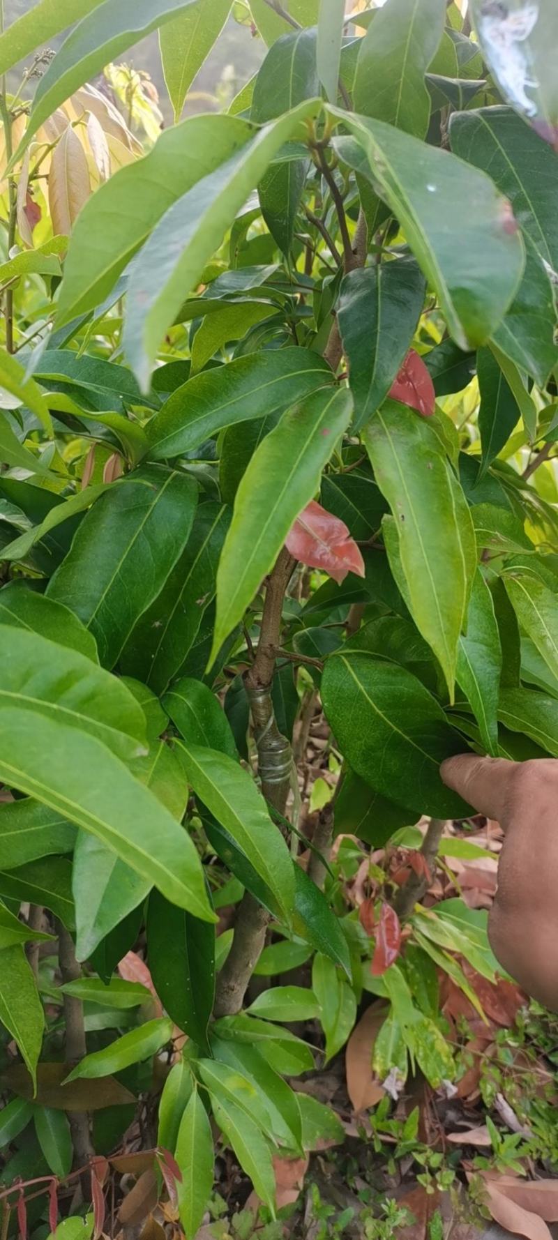 荔枝苗仙进奉苗妃子笑苗桂味苗等各种大中小苗保真包售后自家苗场