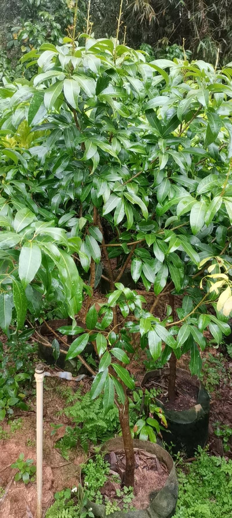 荔枝苗仙进奉苗妃子笑苗桂味苗等各种大中小苗保真包售后自家苗场