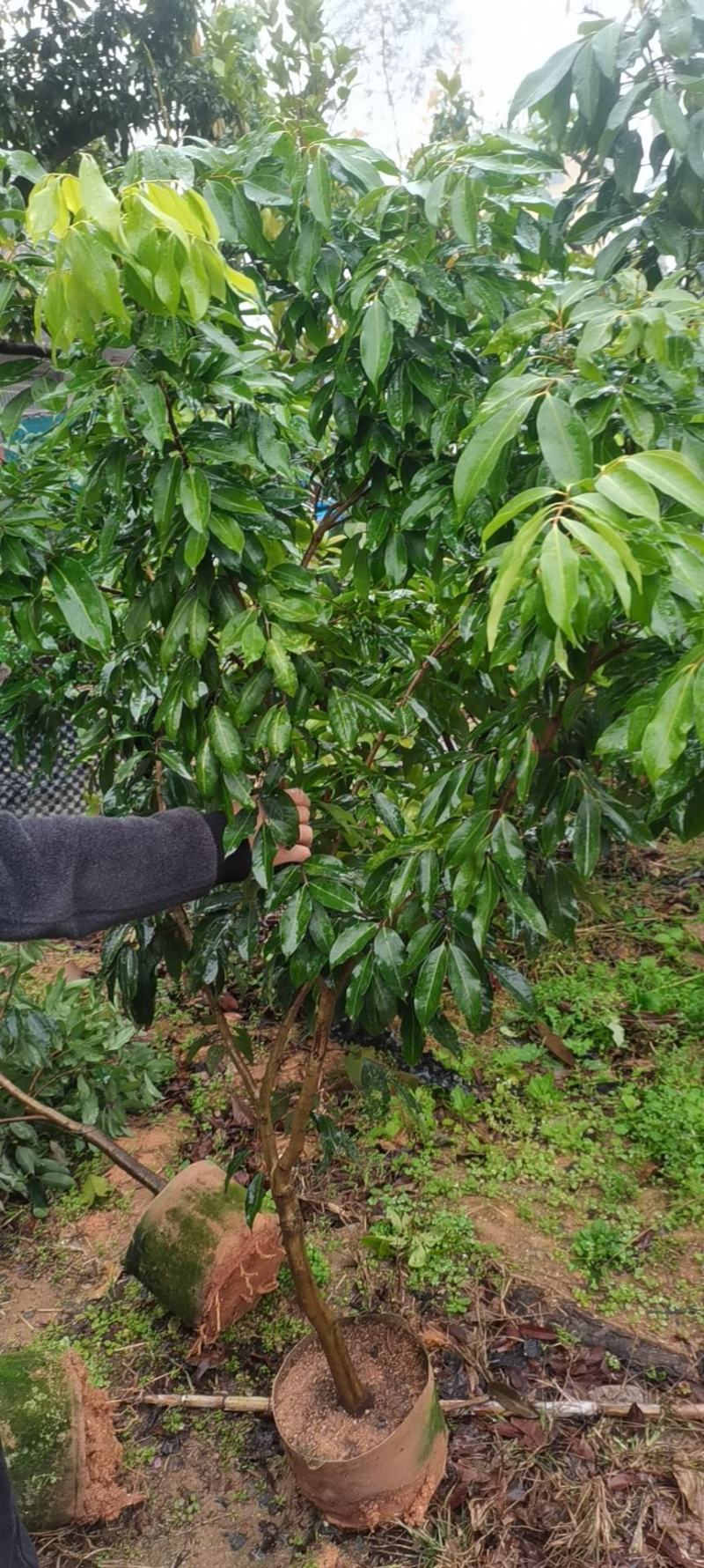 荔枝苗仙进奉苗妃子笑苗桂味苗等各种大中小苗保真包售后自家苗场
