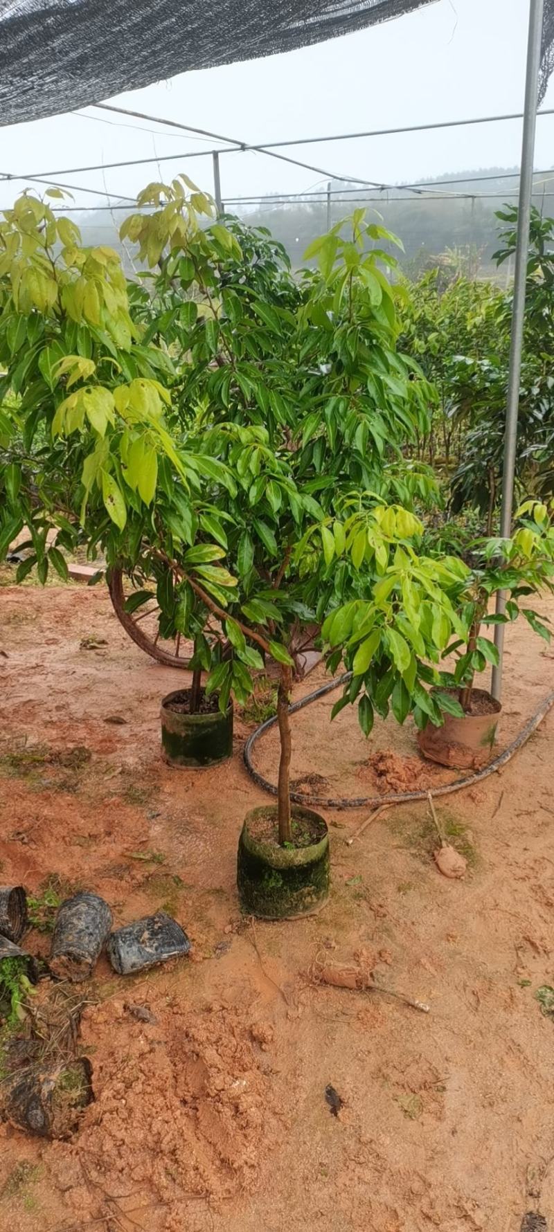 荔枝苗仙进奉苗妃子笑苗桂味苗等各种大中小苗保真包售后自家苗场