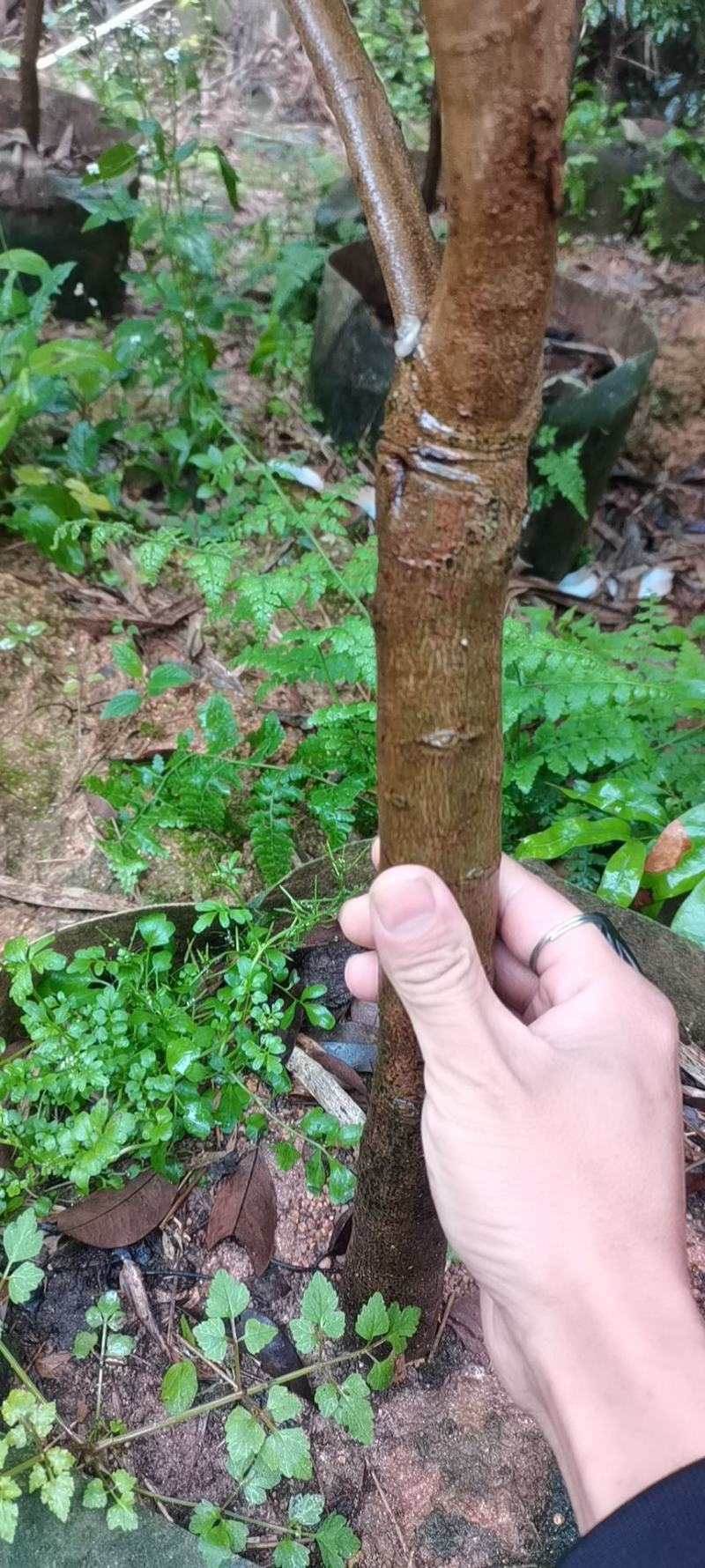 荔枝苗仙进奉苗妃子笑苗桂味苗等各种大中小苗保真包售后自家苗场