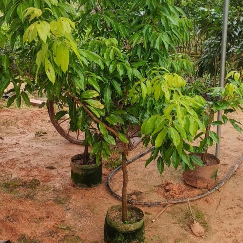荔枝苗仙进奉苗妃子笑苗桂味苗等各种大中小苗保真包售后自家苗场
