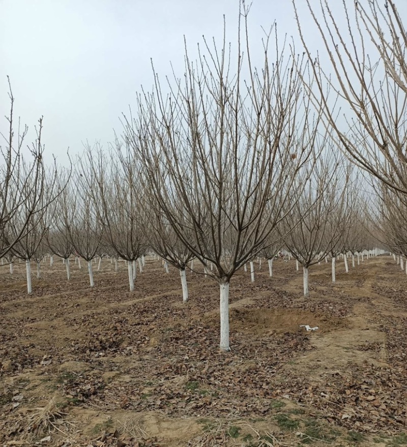 苗圃基地大量出售樱花规格5到20公分有货欢迎下单