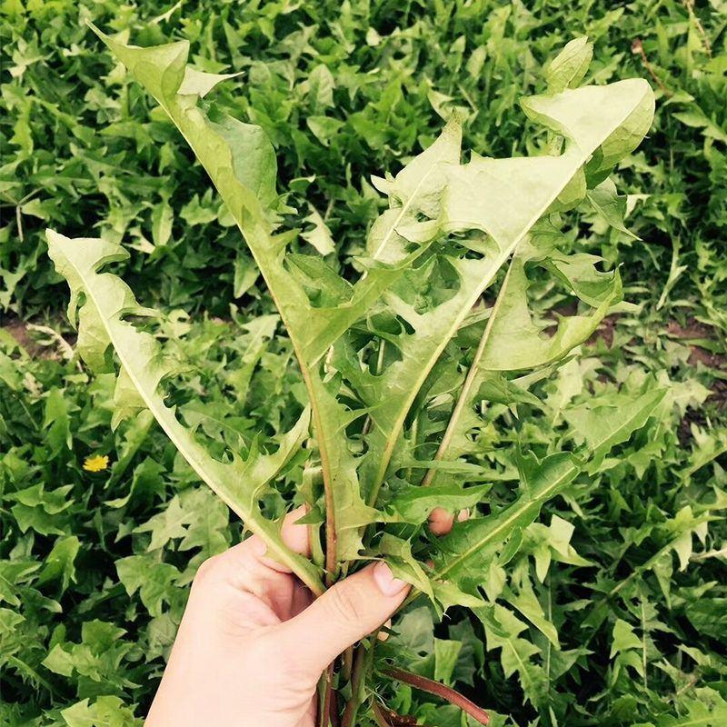 新产蒲公英种子籽野菜婆婆丁种植药食用种四季播种多年生种籽