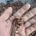 榛蘑胖丁，个个剪根，长白山新货味道香，产地一手货源