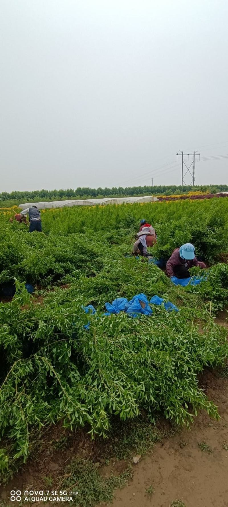 美植袋连翘