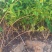 美植袋连翘