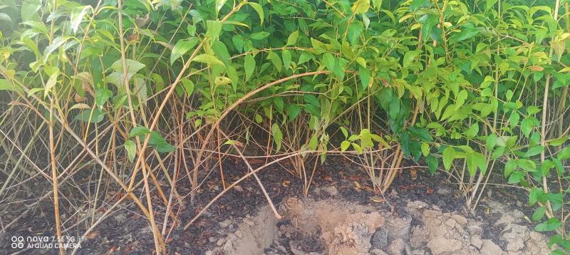 美植袋连翘