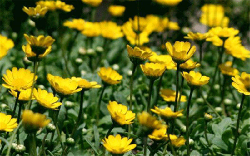 黄金菊种子，春俏菊秋播花卉耐寒鲜花种子园林园艺景观花海草