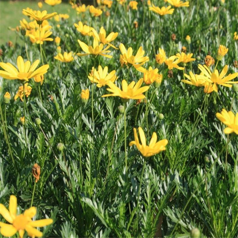 黄金菊种子，春俏菊秋播花卉耐寒鲜花种子园林园艺景观花海草