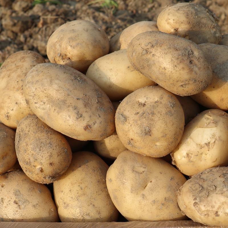 [土豆]黄心土豆产地看货论价各种规格欢迎来电采购