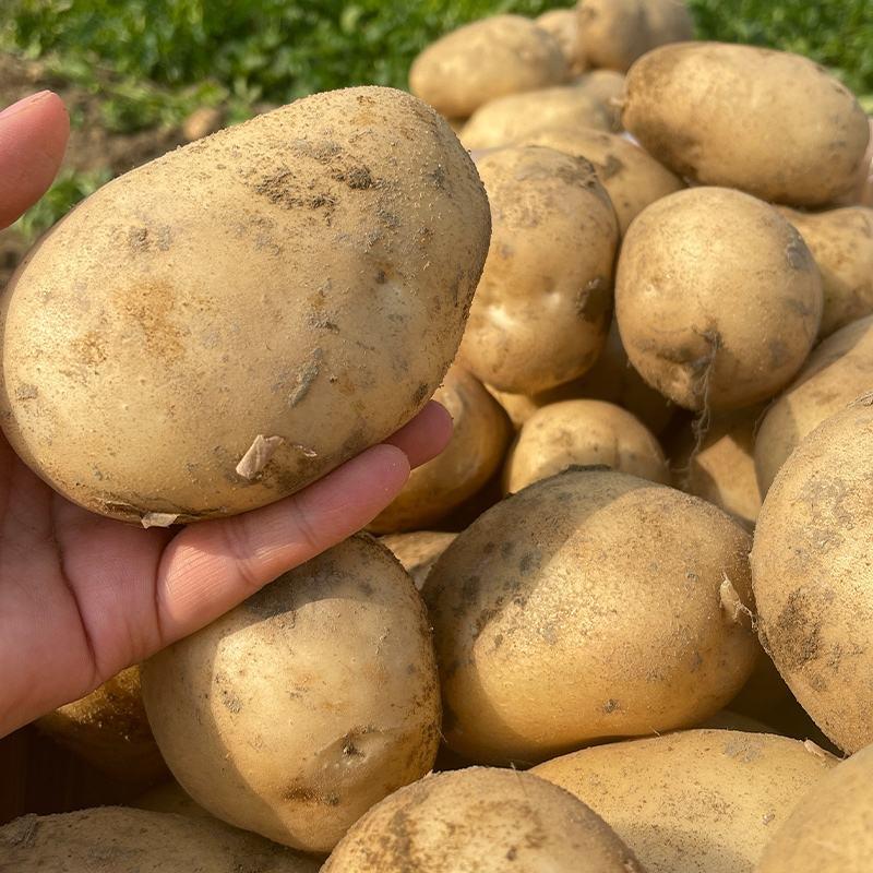 [土豆]黄心土豆产地看货论价各种规格欢迎来电采购