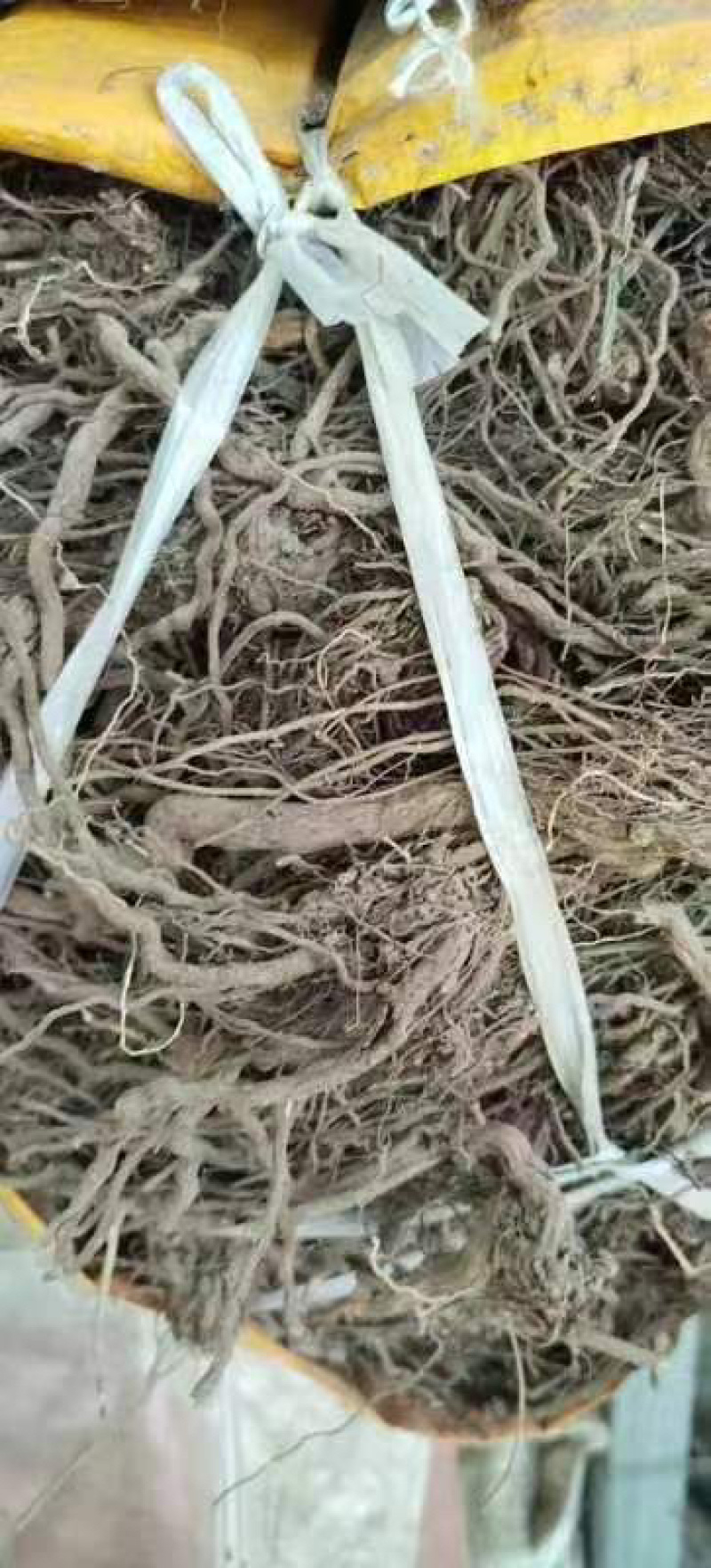 野生茜草