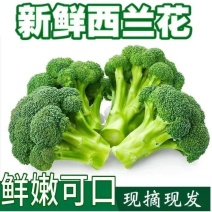 西兰花产地看货论价保质保量货源充足欢迎订购