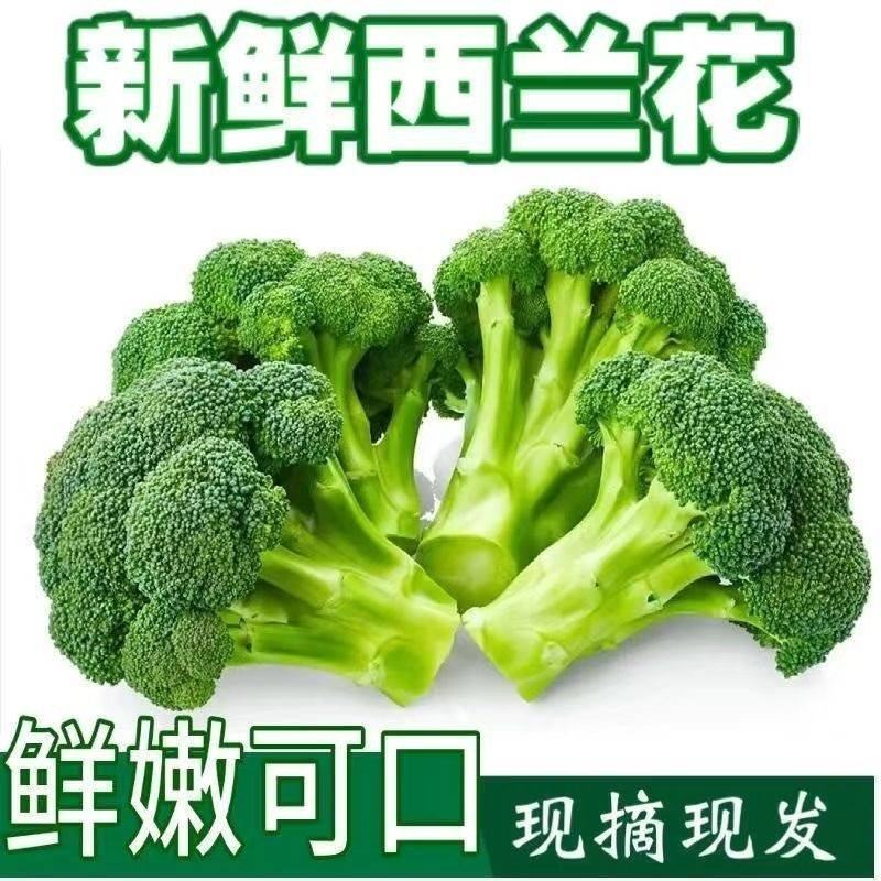 西兰花产地看货论价保质保量货源充足欢迎订购