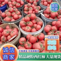 西红柿河北硬粉西红柿批发价产地发货市场商超供货
