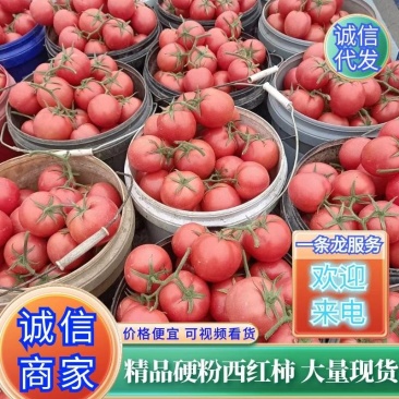 西红柿河北硬粉西红柿批发价产地发货市场商超供货