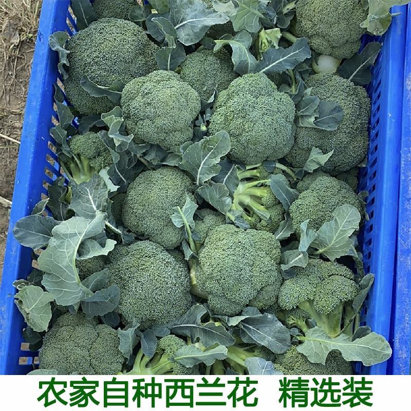 西兰花产地看货论价保质保量货源充足欢迎订购
