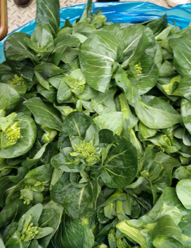 苏北青菜苔，青菜心，产地货源，代发全国，质量上乘